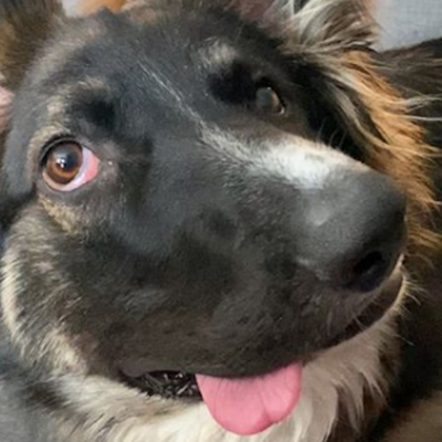 Brodie: El perrito 'cara chueca' más tierno del mundo
