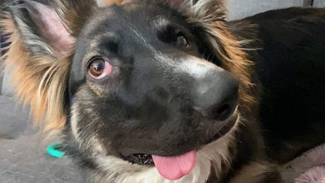 Foto Brodie: el perrito 'cara chueca' más tierno del mundo 6 febrero 2020