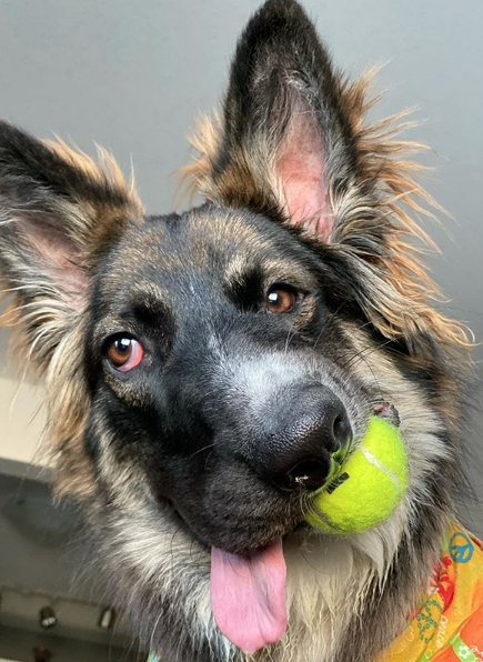 Foto Brodie: el perrito 'cara chueca' más tierno del mundo 6 febrero 2020