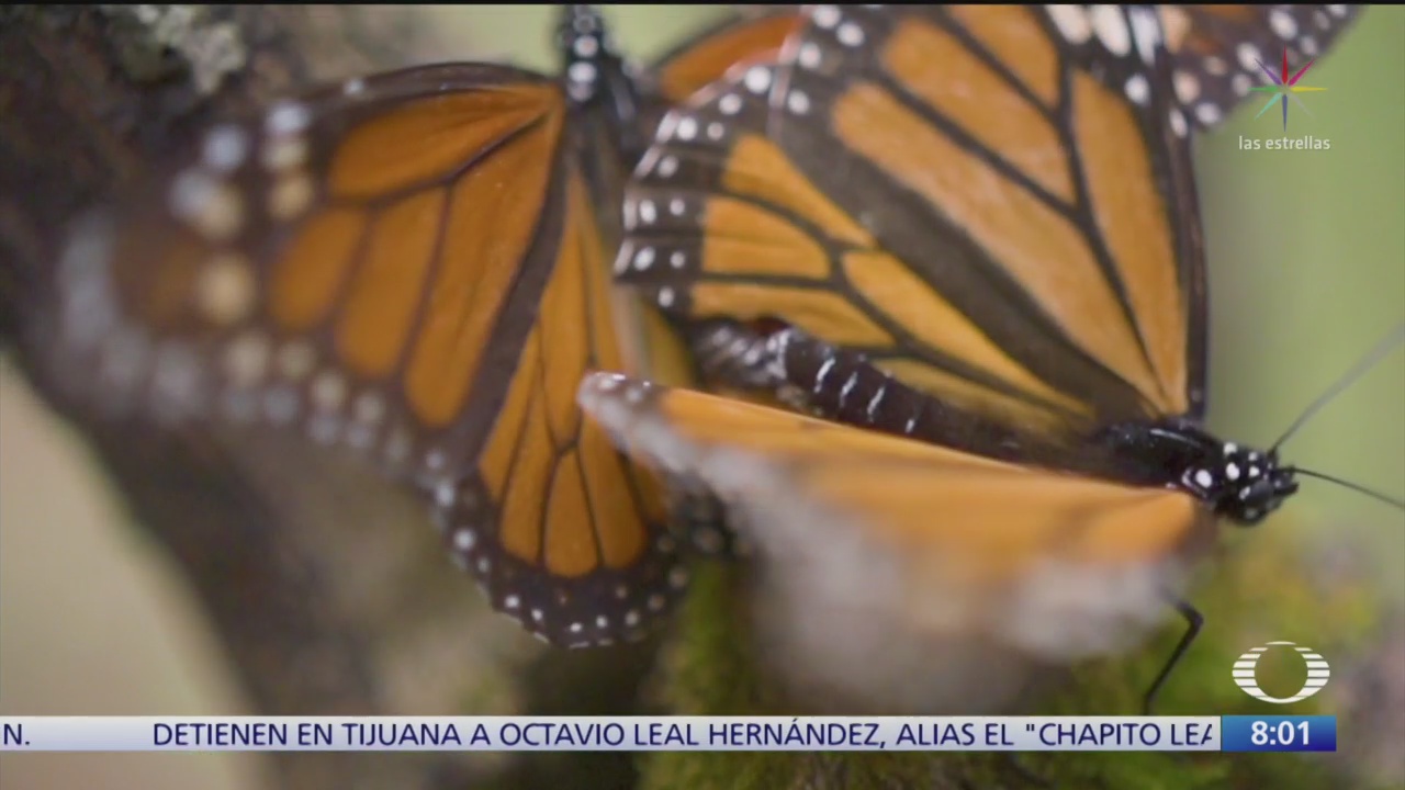 cada ano la mariposa monarca realiza una travesia hasta mexico