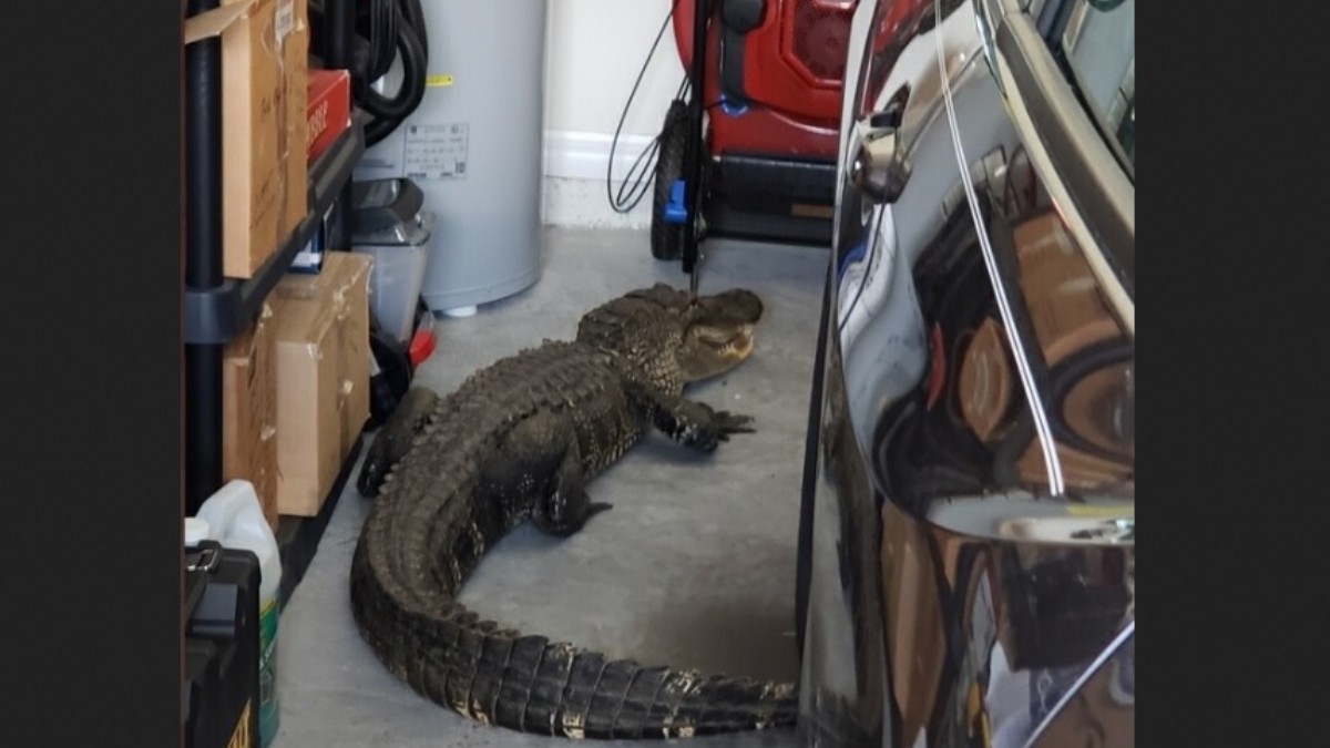 Hombre encuentra un caimán de 2 metros en su garaje
