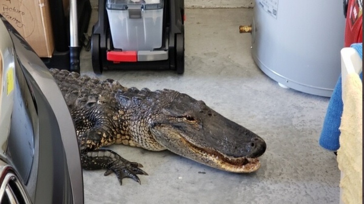 Hombre encuentra un caimán de 2 metros en su garaje