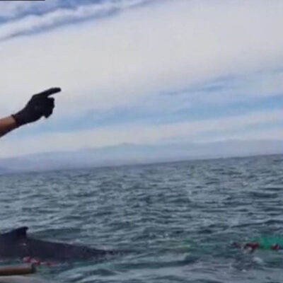 Video: Rescatan en costas de Baja California a ballena atrapada en red