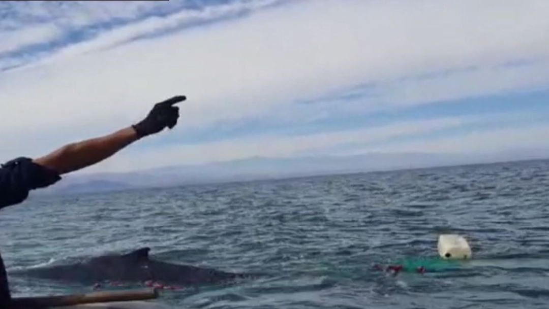 Foto: Rescatan a ballena en costas de Baja California, 15 de febrero de 2020, (FOROtv)