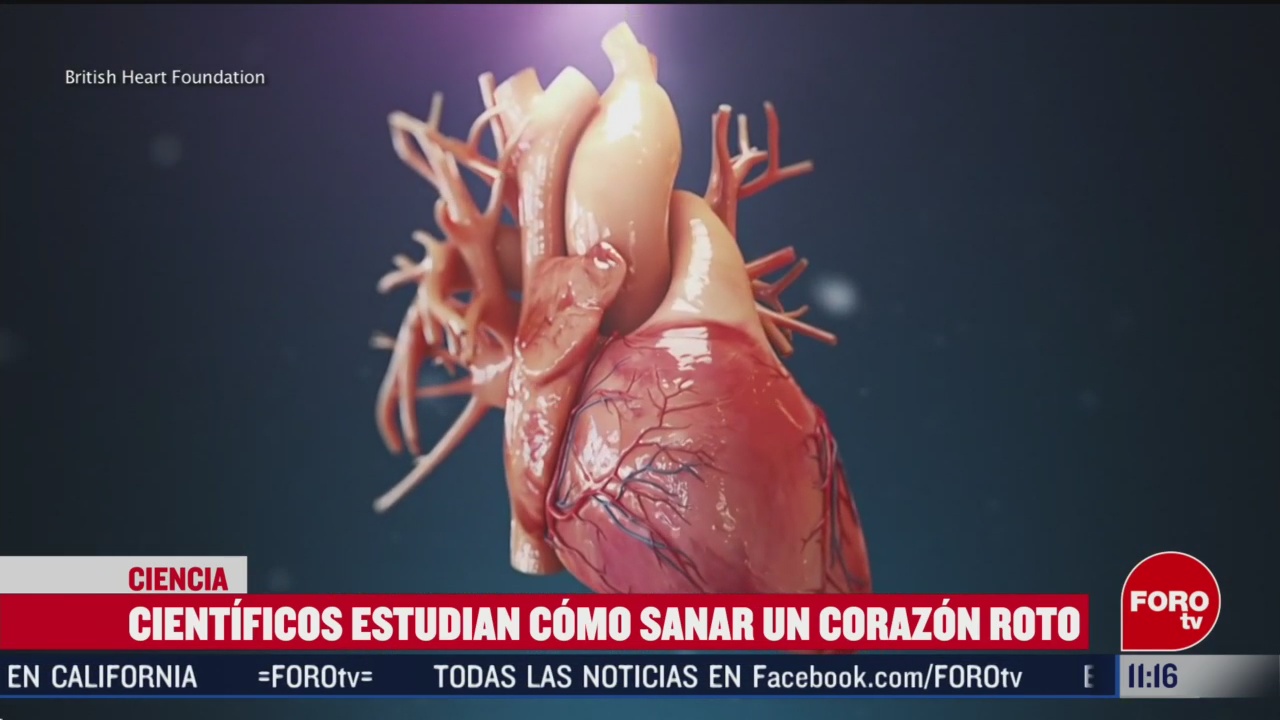 FOTO: 15 Febrero 2020, cientificos estudian como sanar un corazon roto
