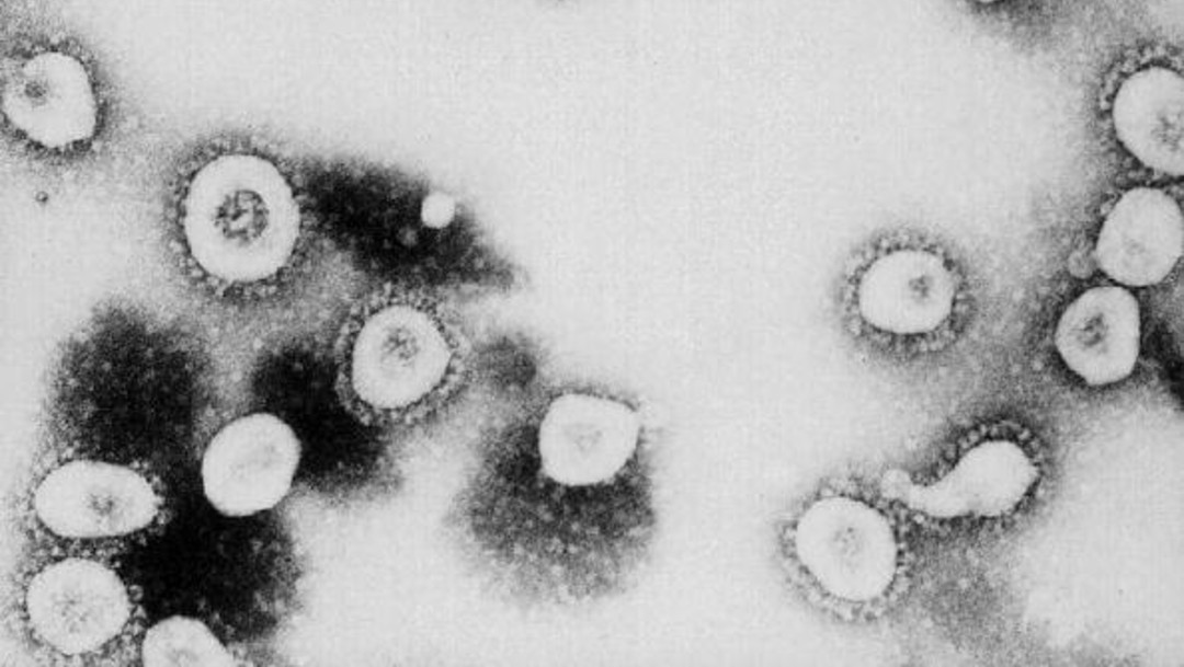 Vista microscópica del coronavirus, 2 febrero 2020