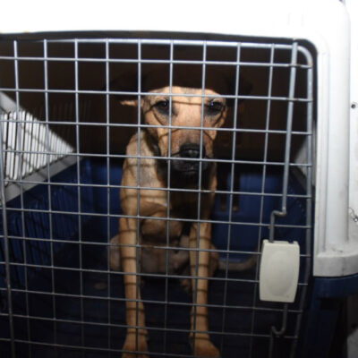 Proponen que Brigada de Vigilancia Animal rescate perritos maltratados