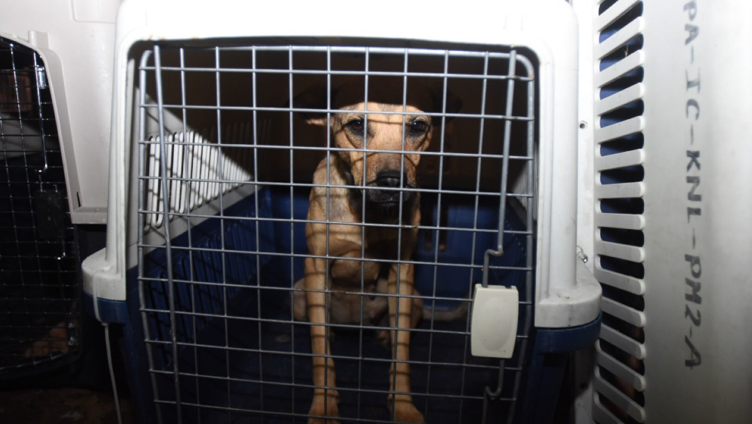 Foto: Proponen Brigada de Vigilancia Animal rescate perritos maltratados, 09 de enero de 2020, (CRISTIOAN HERNANDEZ /CUARTOSCURO.COM)