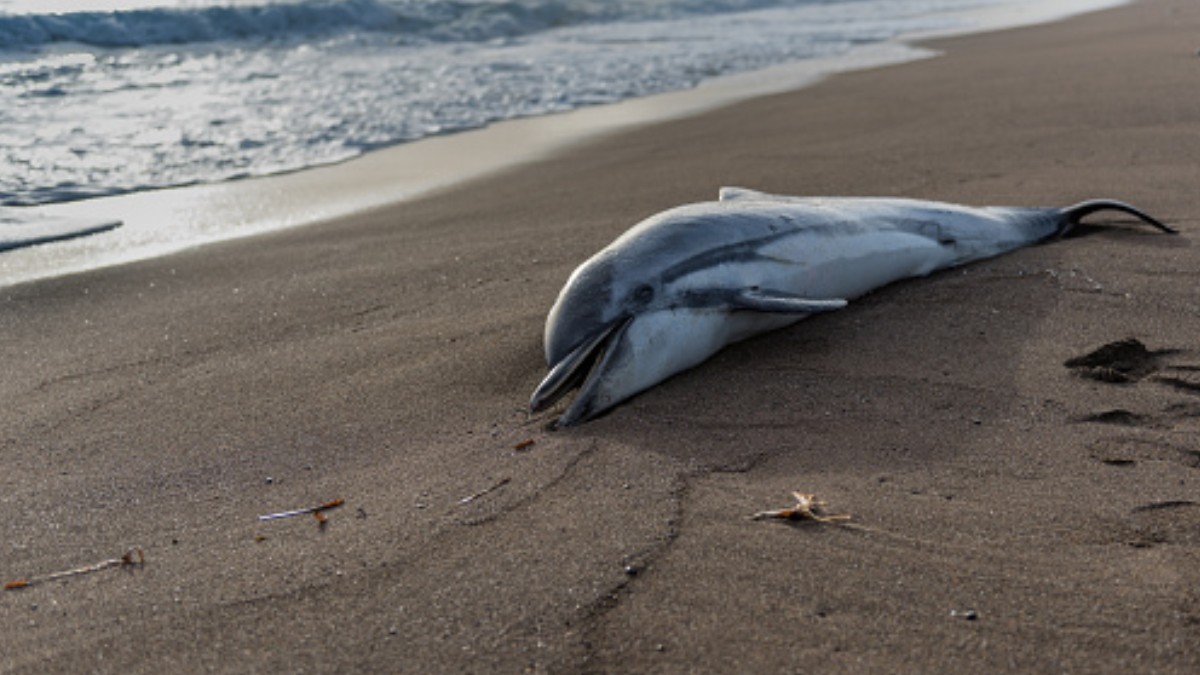 Revelan causas de muerte de un delfín en puerto Escondido