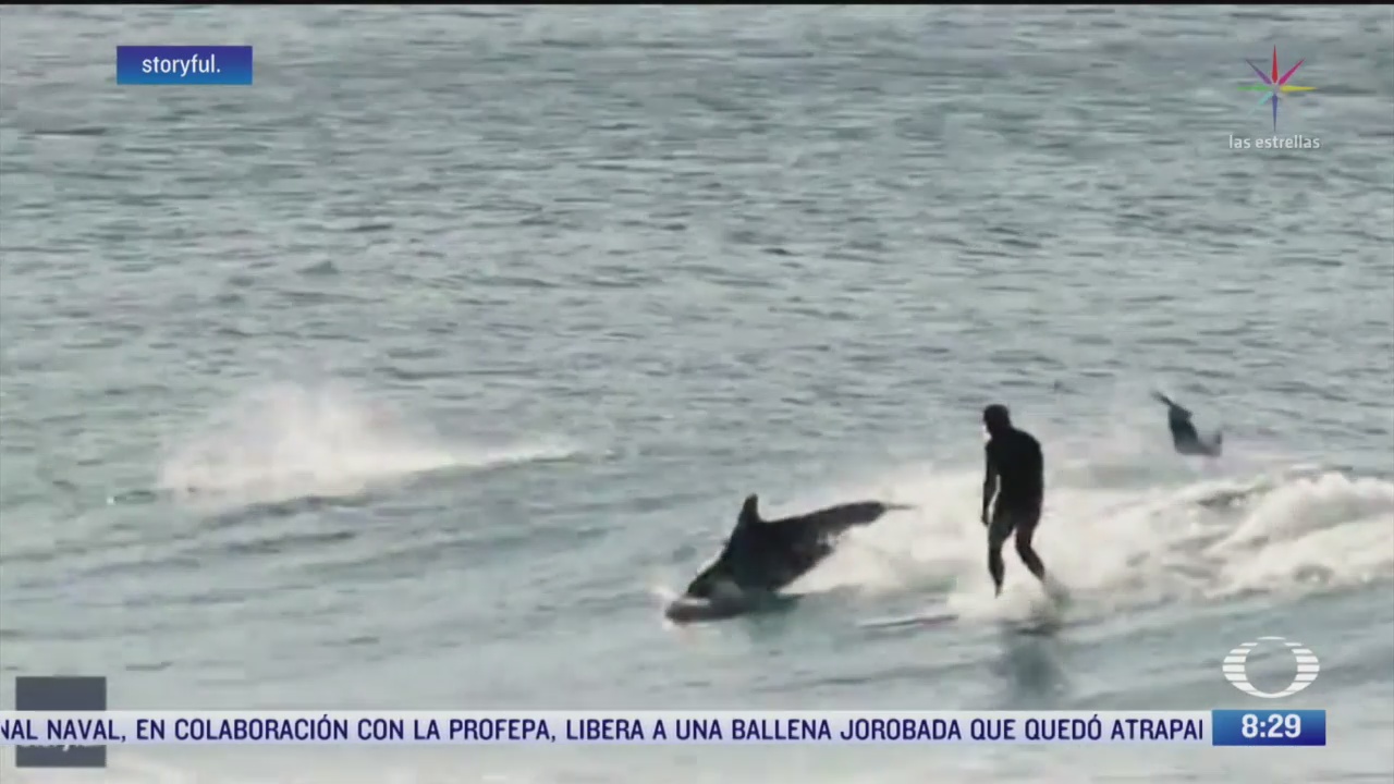 delfines se unen a surfistas en australia