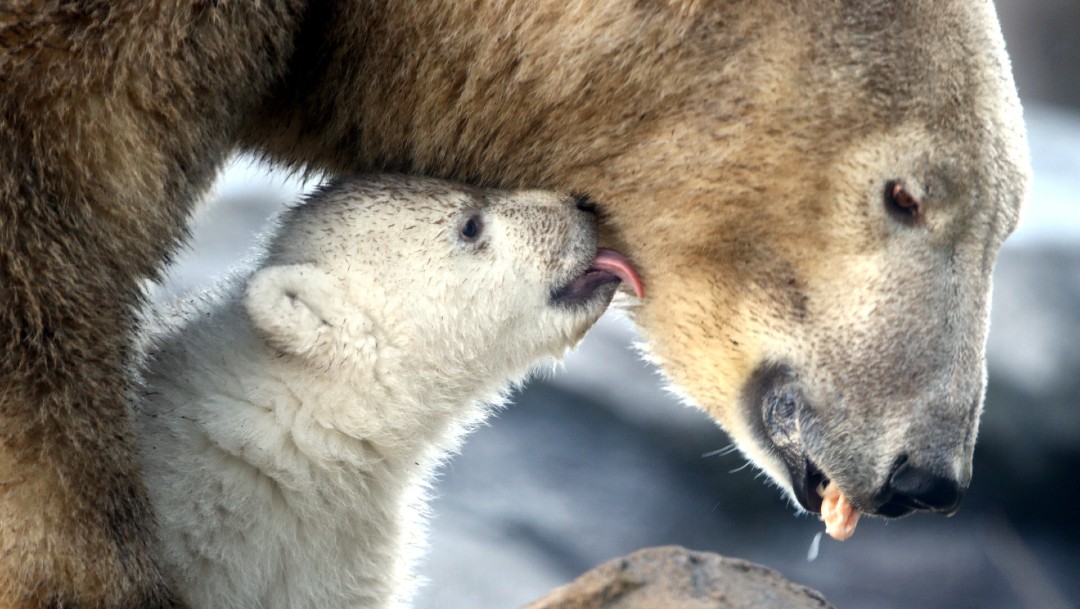 Foto: El zoo de Viena presenta cría de oso polar, la primera en doce años. (Reuters)