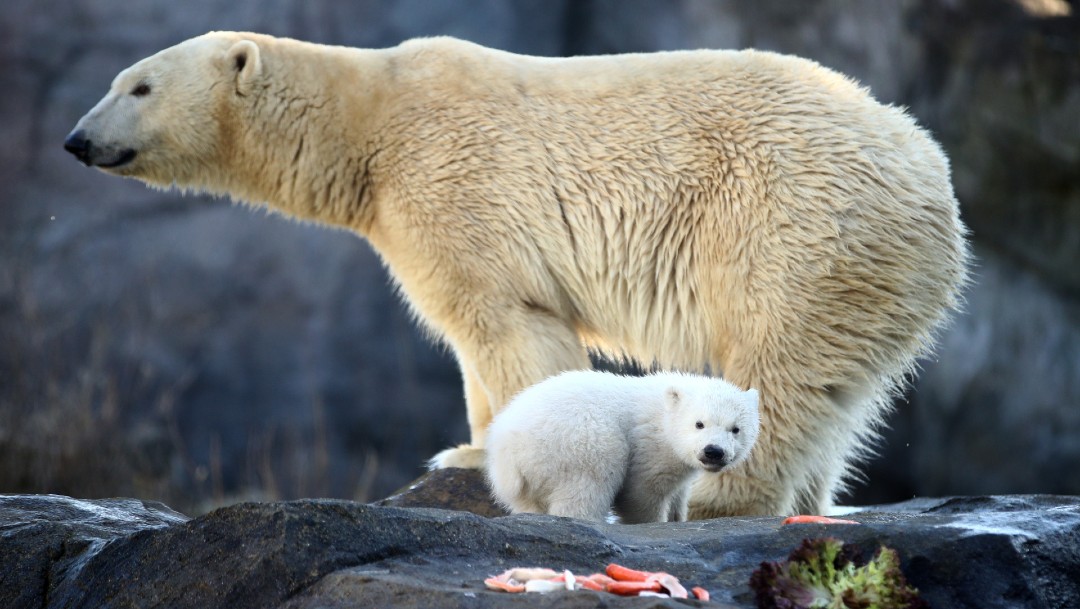 Foto: El zoo de Viena presenta cría de oso polar, la primera en doce años