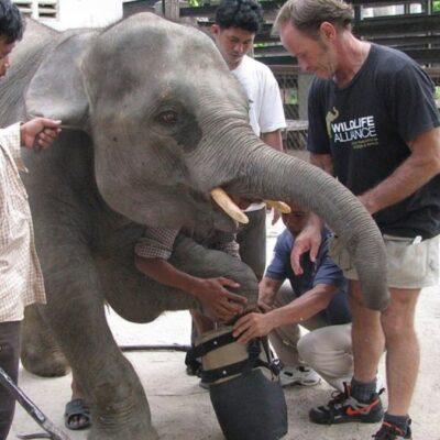 Fotos: Elefante pierde extremidad por trampa de cazador; se adapta a prótesis