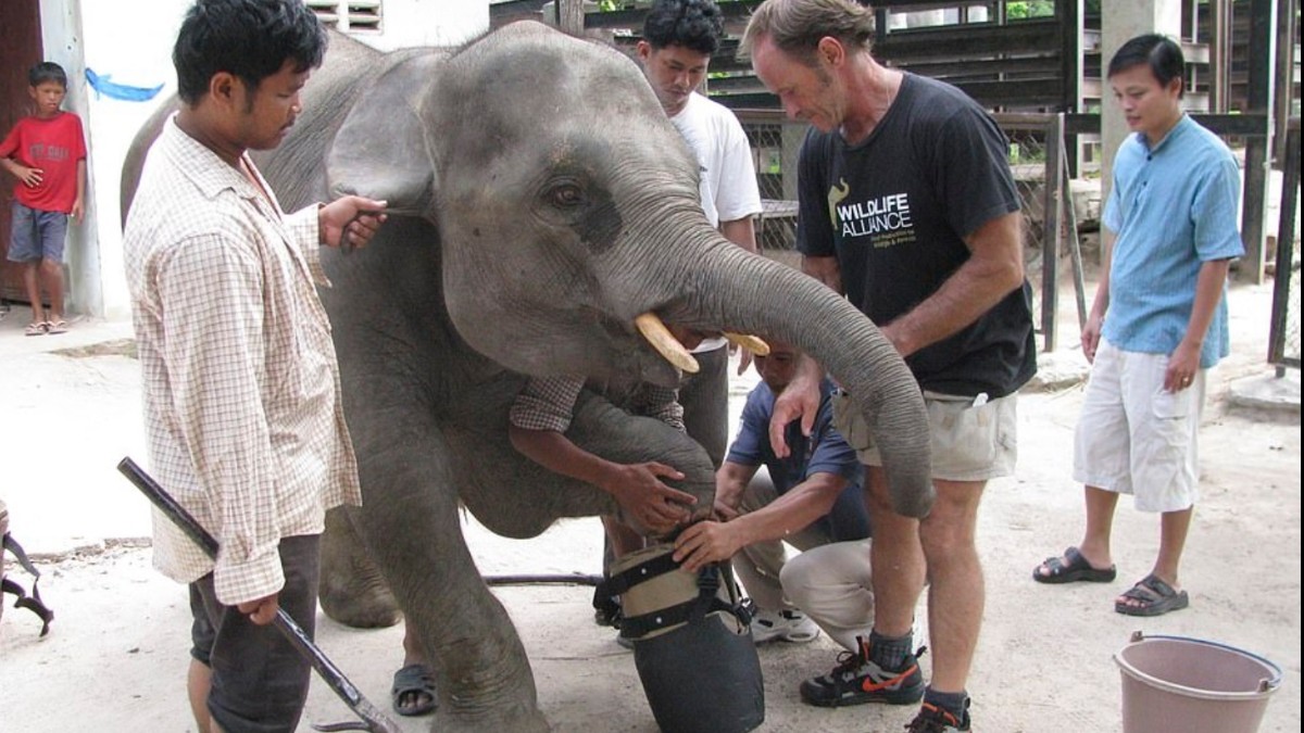 Elefante pierde extremidad por trampa de cazador