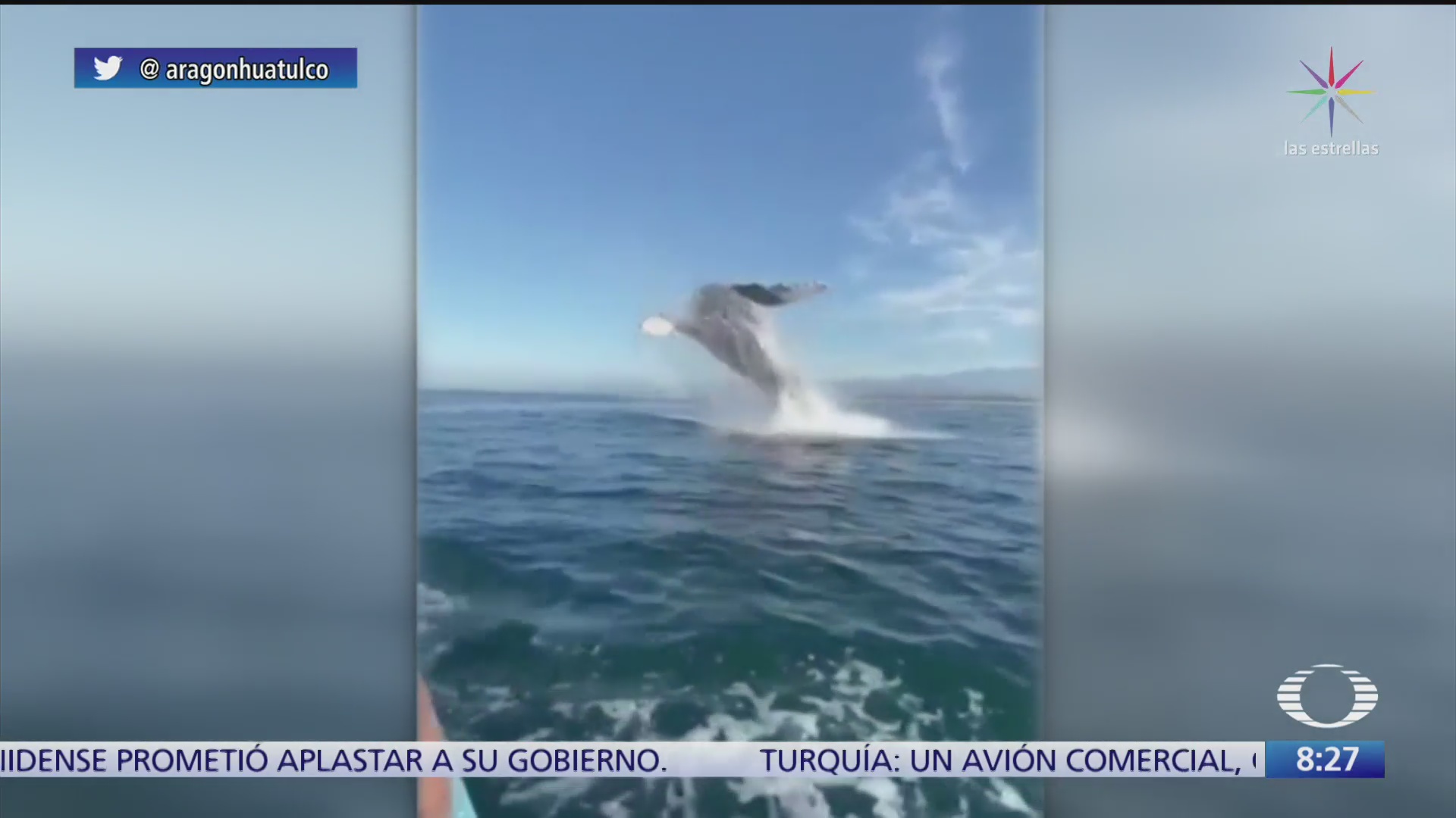 espectacular salto de una ballena en oaxaca
