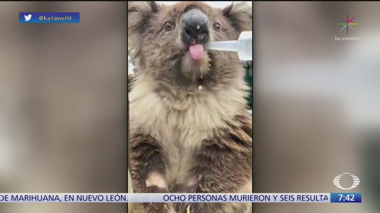 esta es la historia de kailas wild dedicado a rescatar koalas de los incendios en australia