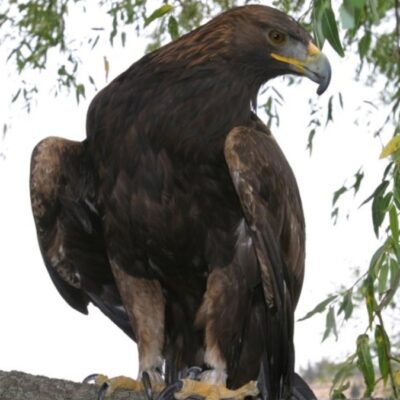 Video: Liberan águila real y once aves de presa en Coahuila