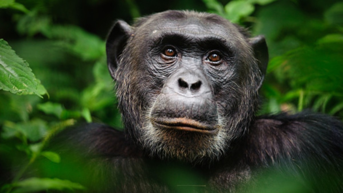 Foto: Los chimpancés están en peligro de extinción. Getty Images