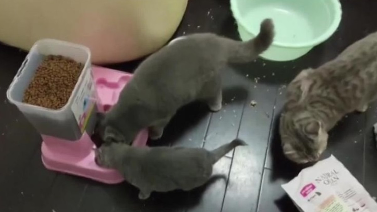 Foto: Rescatistas alimentas a un grupo de gatos. CNN