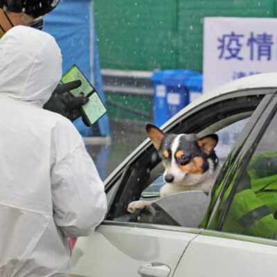 Mascotas, víctimas colaterales del coronavirus en China