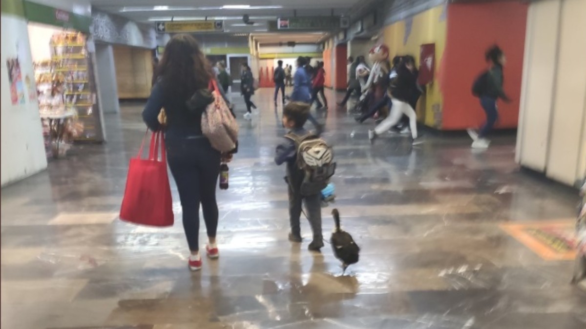 Fotos y video: Captan a un pato con tenis en el Metro de la CDMX 