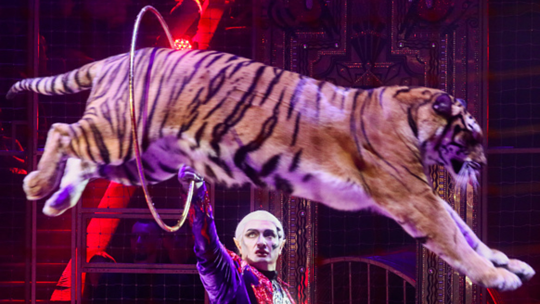 Foto: Morena presenta diferencias sobre regreso de animales a los circos, 16 de febrero de 2020, (Getty Images, archivo)