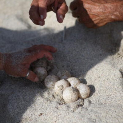 Aseguran en Oaxaca más de dos mil huevos de tortuga