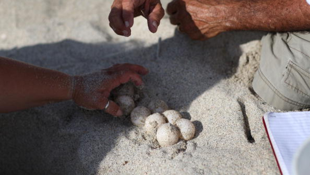 Foto: Aseguran en Oaxaca más de dos mil huevos de tortuga, 1 de febrero de 2020, (Getty Images, archivo)