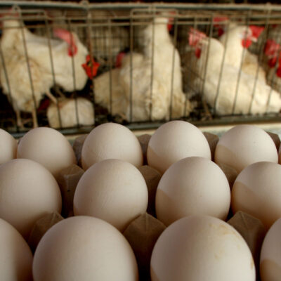 China lucha contra gripe aviar, además de coronavirus