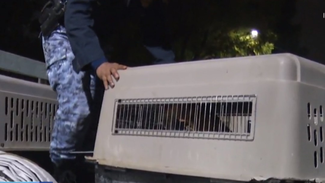 Foto: Hallan a decenas de perros hacinados en casa de la Gustavo A. Madero
