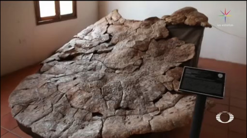 Foto: Tortuga Gigante Colombia Hallan Restos Fosilizados 13 Febrero 2020