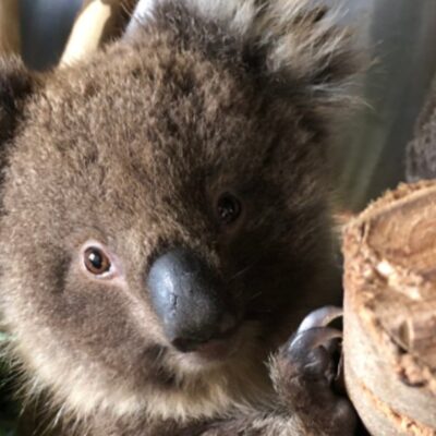 Kailas Wild, el escalador que rescata koalas en Australia