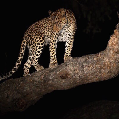 Video: Leopardo roba comida del hocico de un cocodrilo dormido