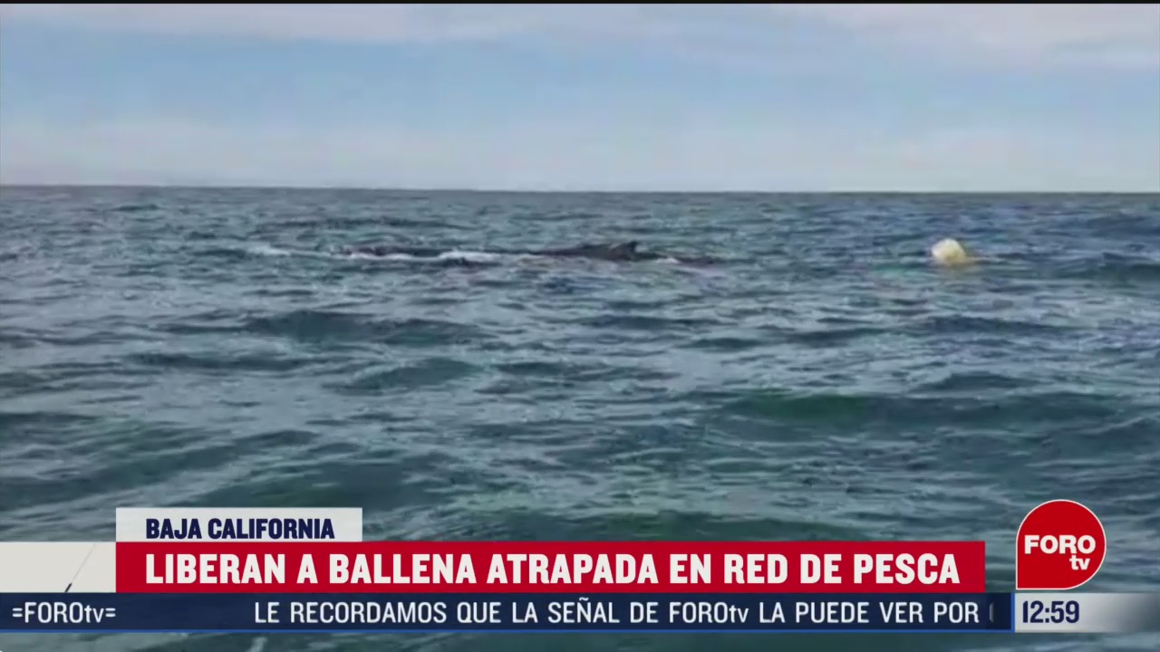 liberan a ballena atrapada en red de pesca