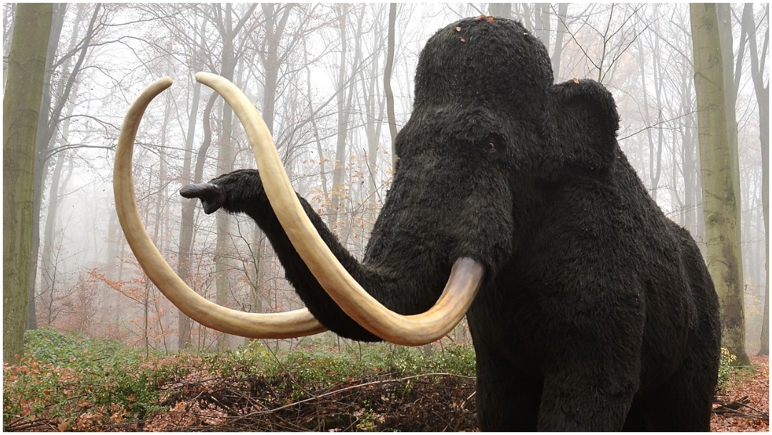 Imagen: Científicos estudian los genes mutados de un mamut, 9 de febrero de 2020 (Pixabay)
