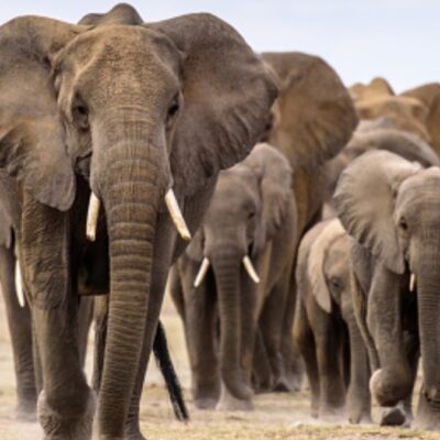 Subastan las primeras licencias para la caza de elefantes