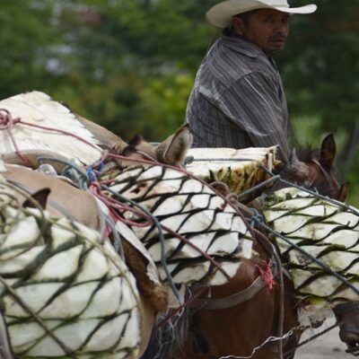 El desplome del precio de la amapola afecta a campesinos de Guerrero