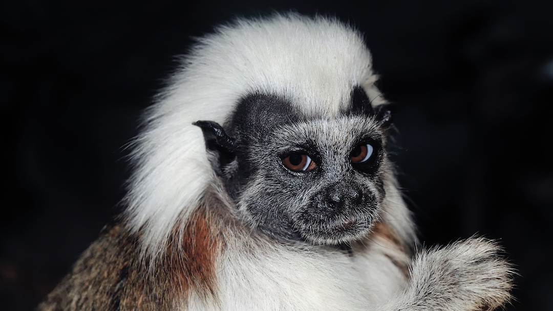 Foto Nace mono titi cabeciblanco en zoológico de Guadalajara 20 febrero 2020