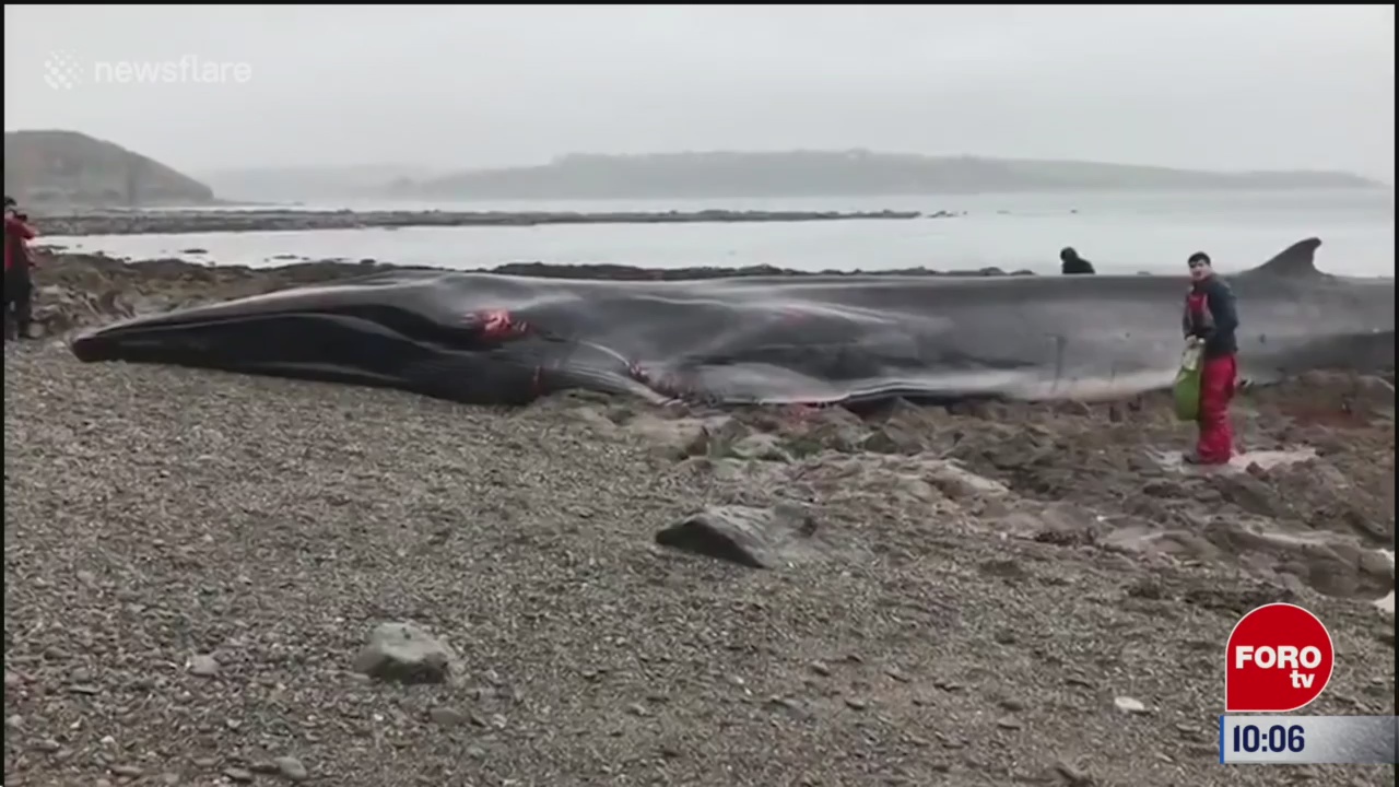 muere ballena en playa de reino unido