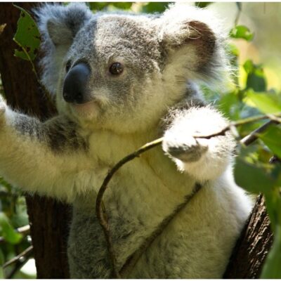 Mueren varios koalas tras derribo de árboles de eucalipto en Australia