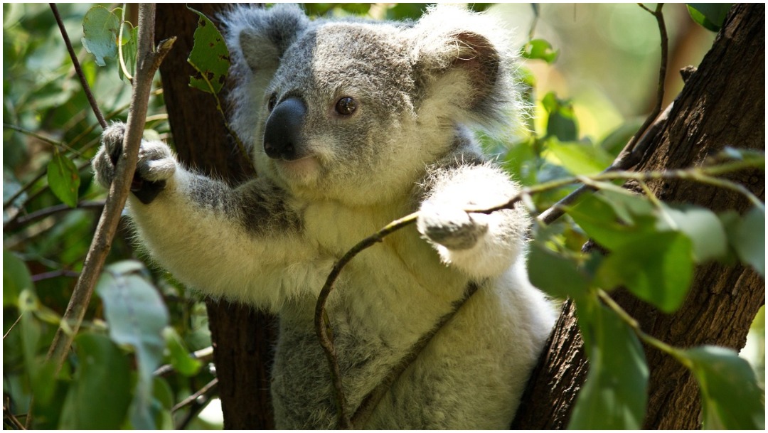 Imagen: Mueren varios koalas en Australia tras derribo de árboles, 2 de febrero de 2020 (pixabay)