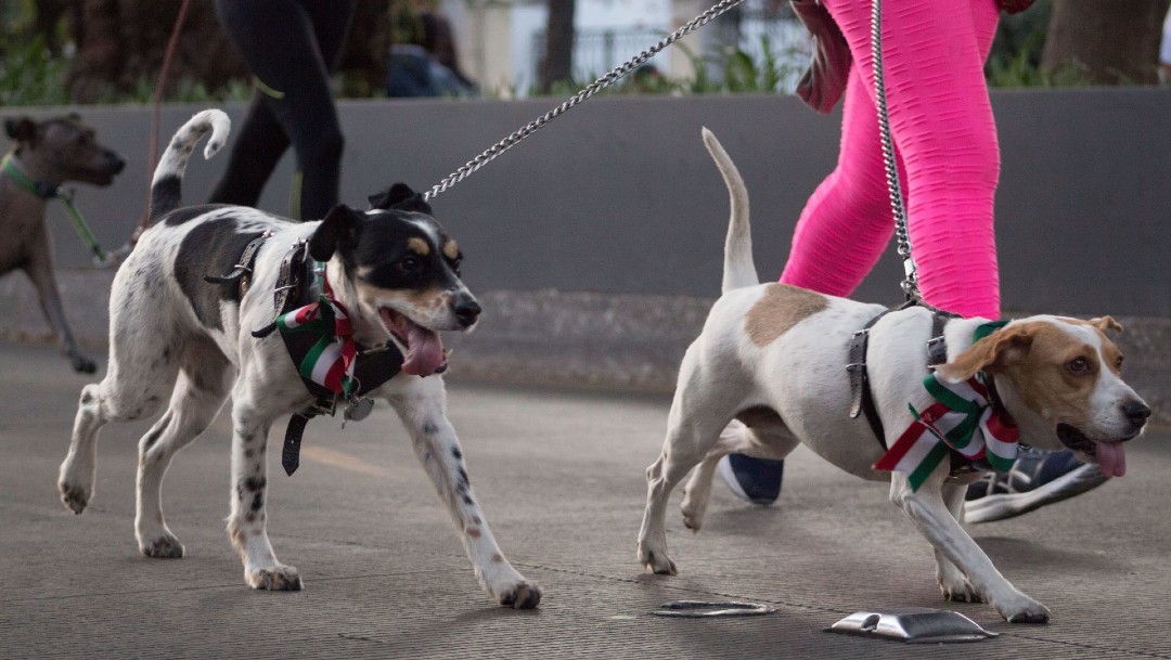 Foto: Multarán en Ecatepec, Edomex, a quien pasee a su perro sin correa