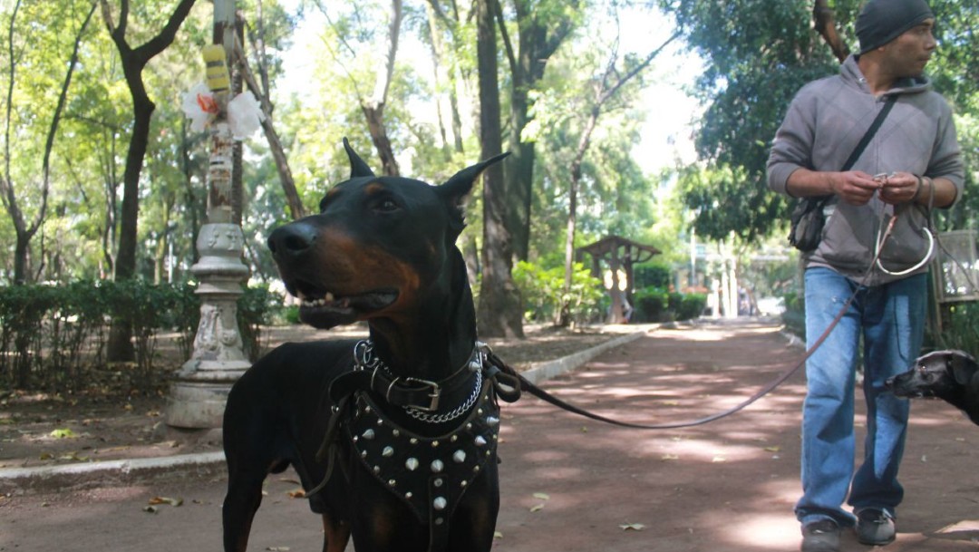 Foto: Multarán en Ecatepec, Edomex, a quien pasee a su perro sin correa