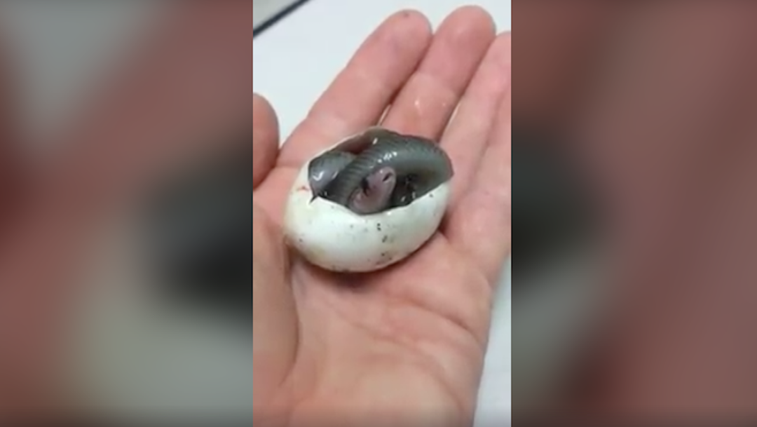 Foto Video del nacimiento de una serpiente se vuelve viral 24 febrero 2020