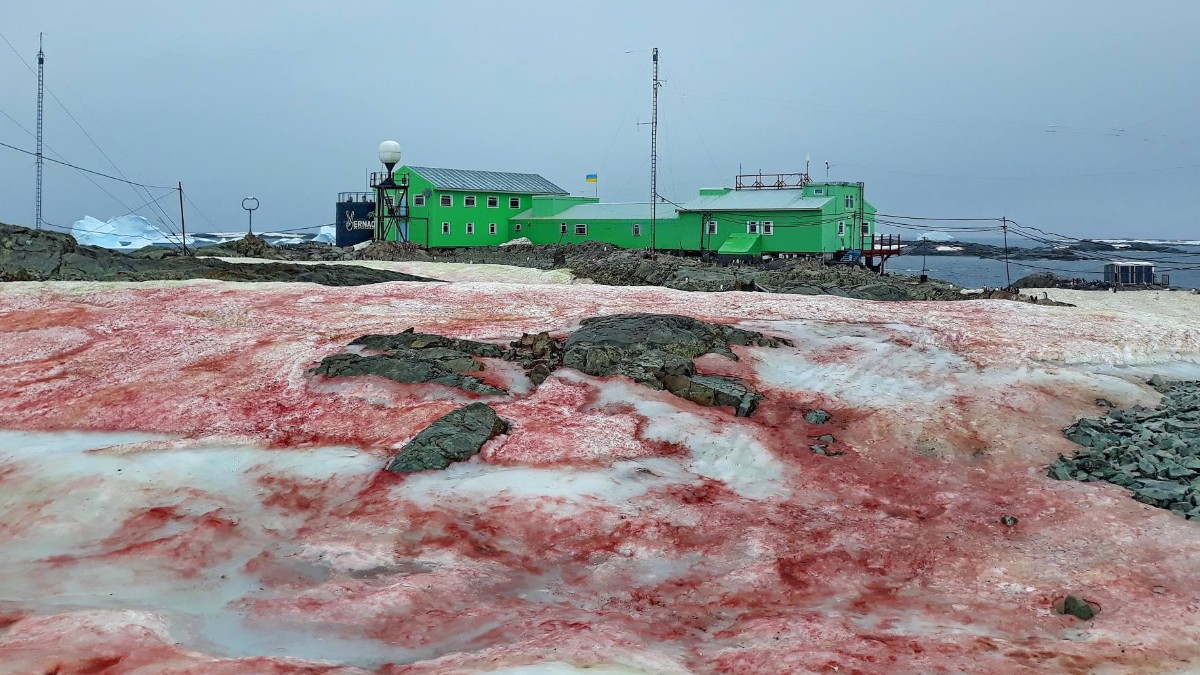 Fotos: Alga provoca ‘nieve de frambuesa’ en la Antártida