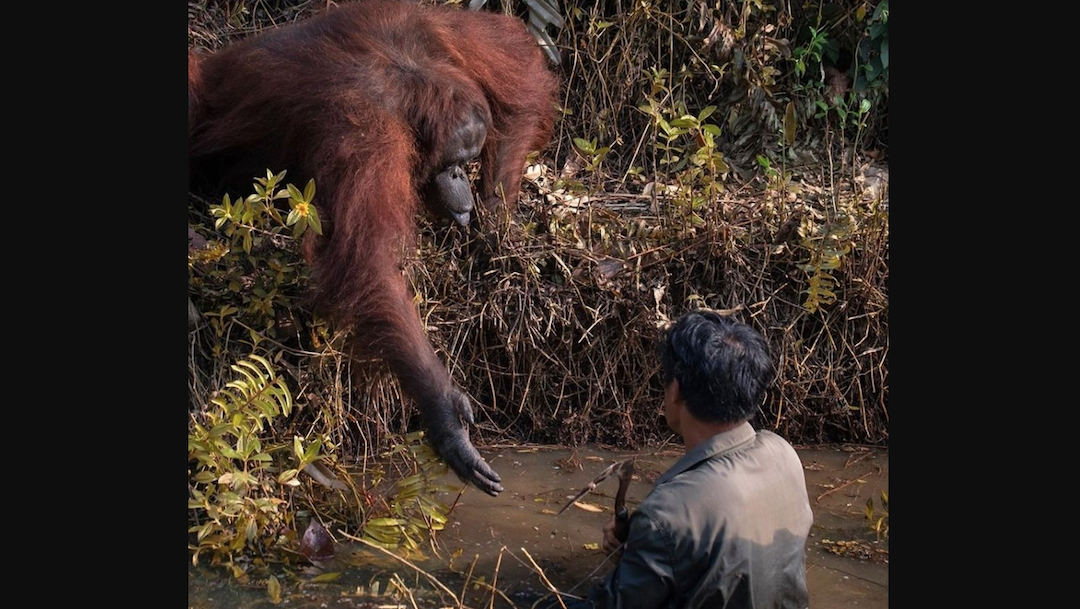 Foto Orangután Mano 8 Febrero 2020