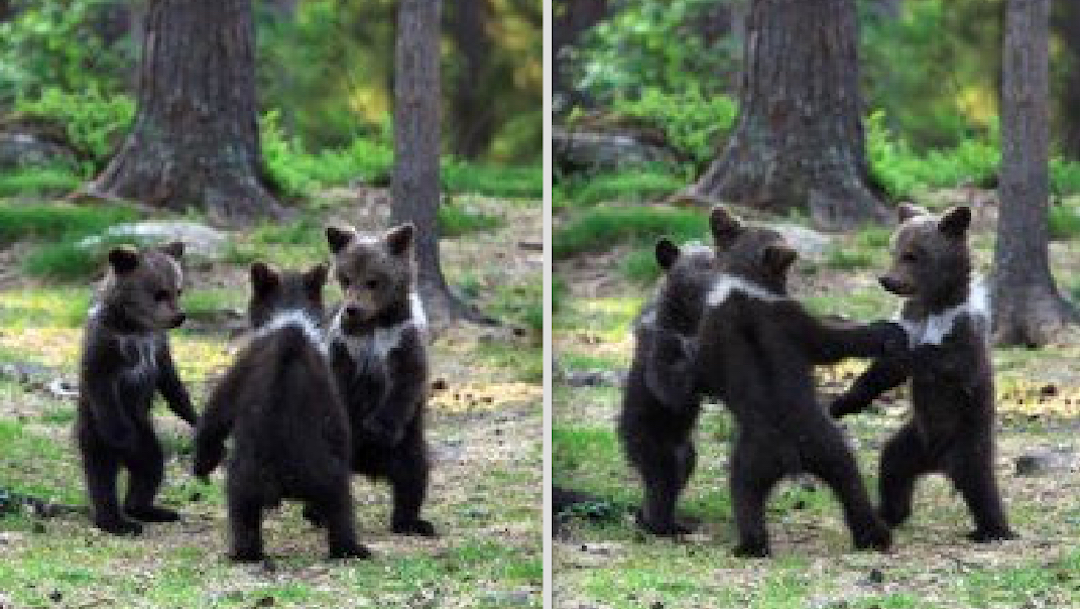 Tres-osos-ositos-bailando-Finlandia-fotos