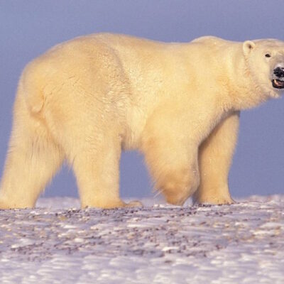 Osos polares se comen unos a otros; el cambio climático podría ser el causante