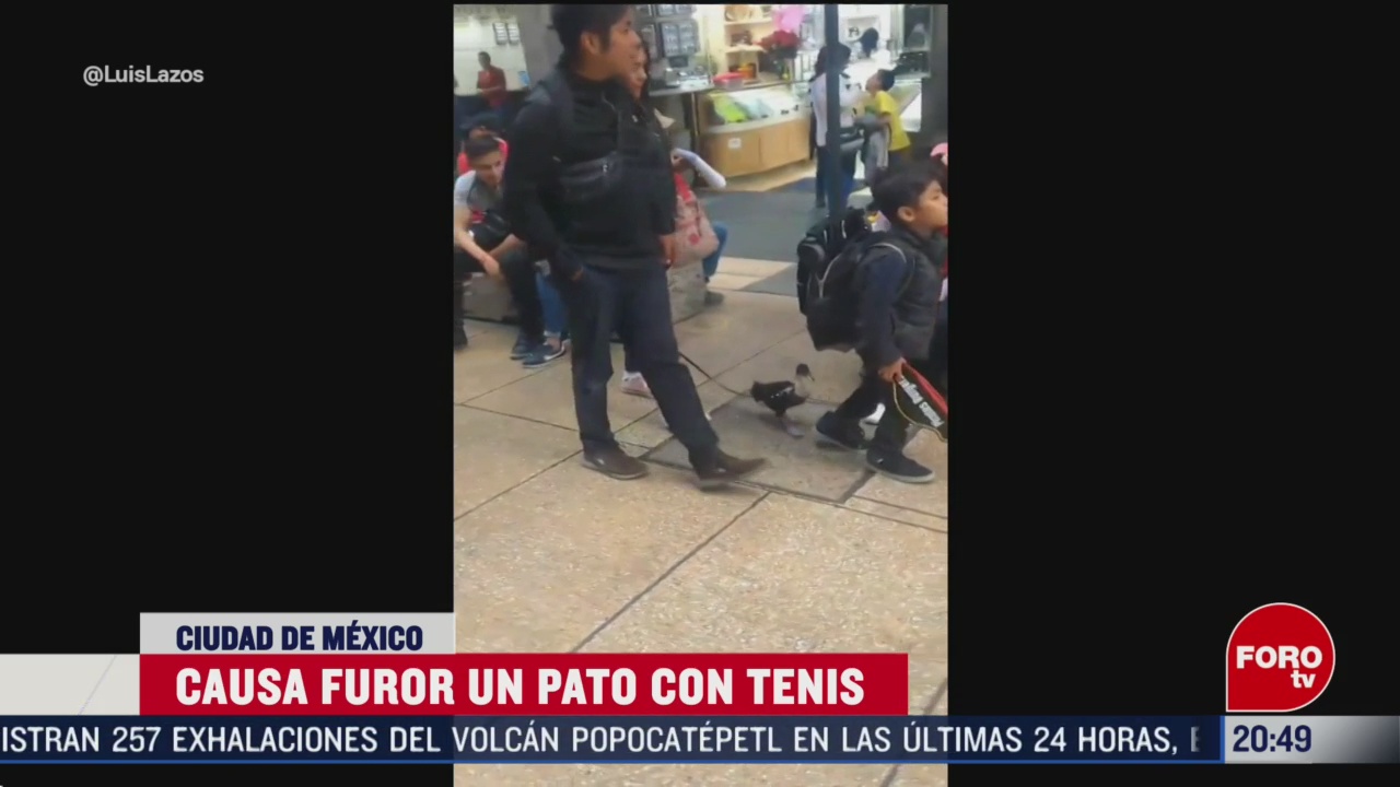 Foto: Video Pato Con Tenis Sensación Metro Cdmx Hoy 19 Febrero 2020