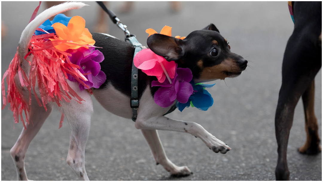 Foto: Los perros se disfrazaron para el carnaval, 16 de febrero de 2020 (AP)